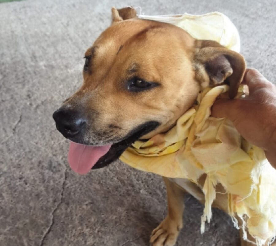 cagnolina pitbull sorridente 