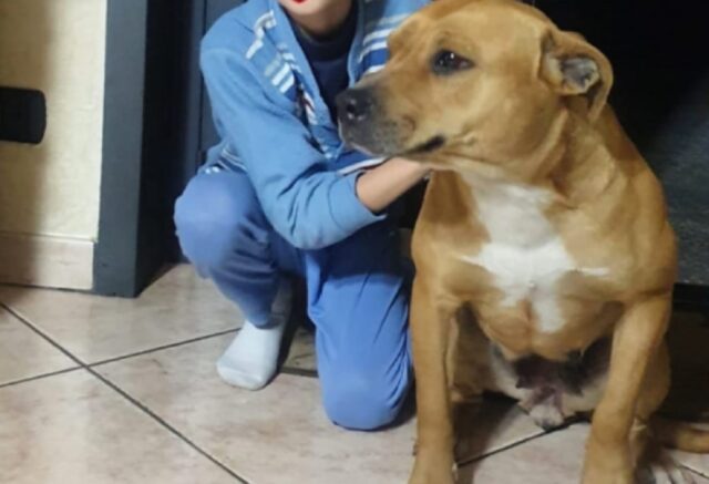 Misterbianco, cucciola Pitbull viene smarrita, Sasha doveva iniziare un ciclo di cure