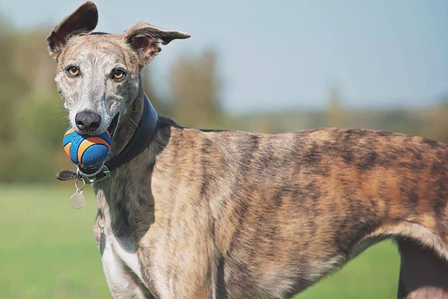 cane gioca con pallina al parco