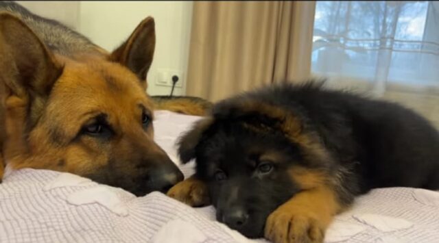 Un pastore tedesco e un cucciolo si addormentano insieme per la prima volta (VIDEO)