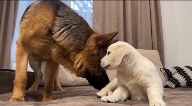 pastore tedesco incontra un cucciolo