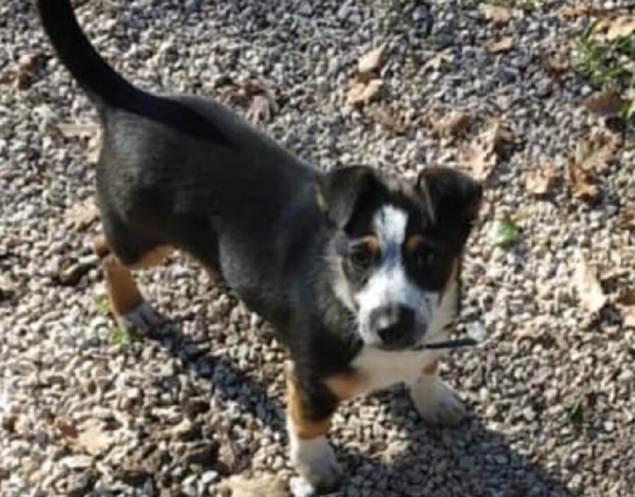 cane milo pelo maggior parte nero 