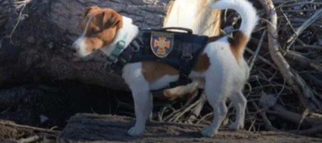 Patron, il cane eroe dell'Ucraina che ha rilevato centinaia di esplosivi russi