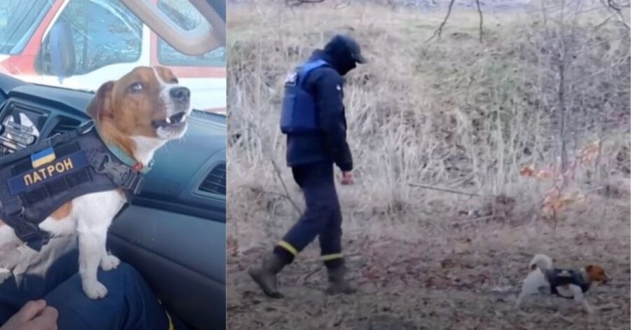 Patron, il cane eroe dell'Ucraina che ha rilevato centinaia di esplosivi russi