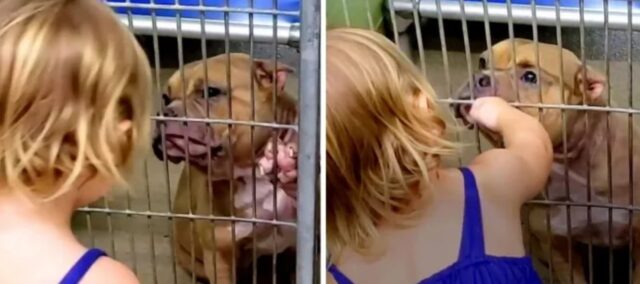 Una bambina ha scelto come amico il pitbull più malato e nascosto del rifugio: le ha salvato la vita