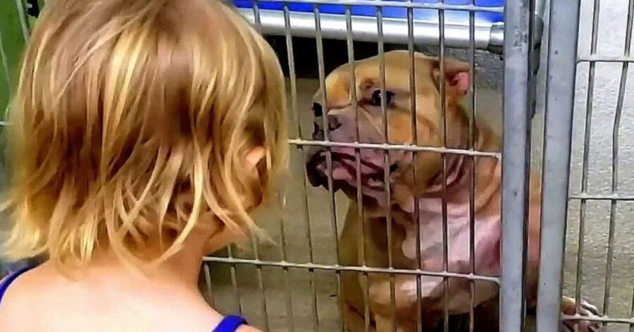 Una bambina ha scelto come amico il pitbull più malato e nascosto del rifugio: le ha salvato la vita
