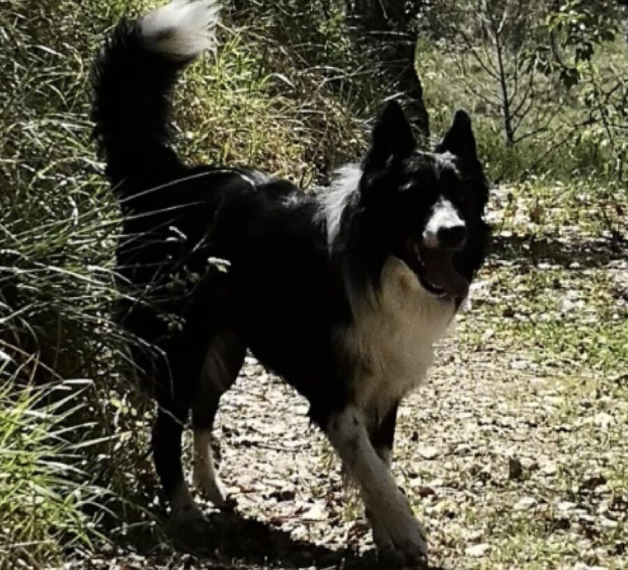 cane esce tra i cespugli