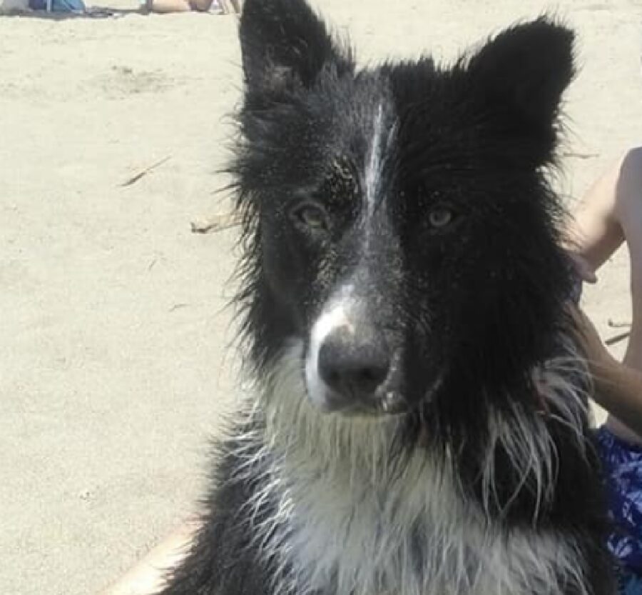 cane in spiaggia col sole