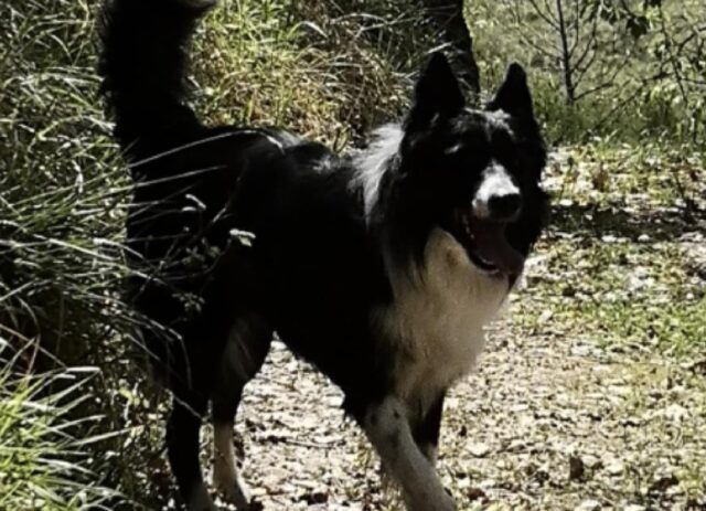 Po’ Bandino, non si trova più un cagnolino di nome Jocker, un avvistamento riaccende la speranza