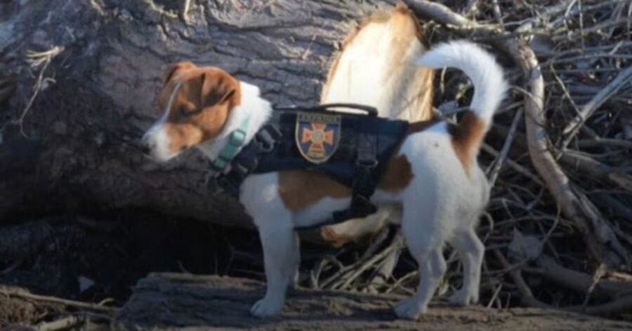 Patron, il cane eroe dell'Ucraina che ha rilevato centinaia di esplosivi russi