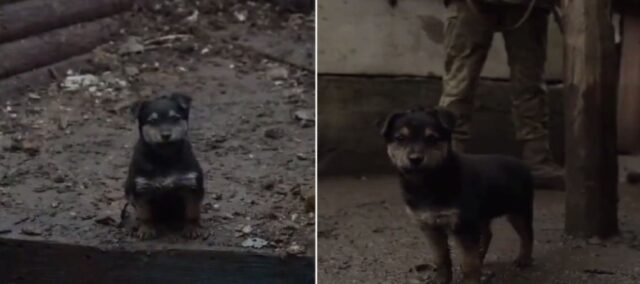 Rambo, il cucciolo che difende la sua caserma in Ucraina dai bombardamenti russi