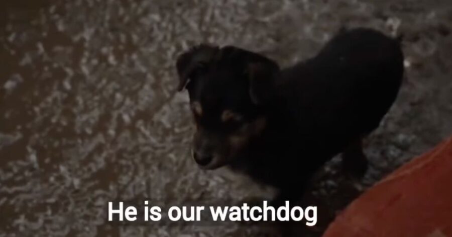 Rambo, il cucciolo che difende la sua caserma in Ucraina dai bombardamenti russi