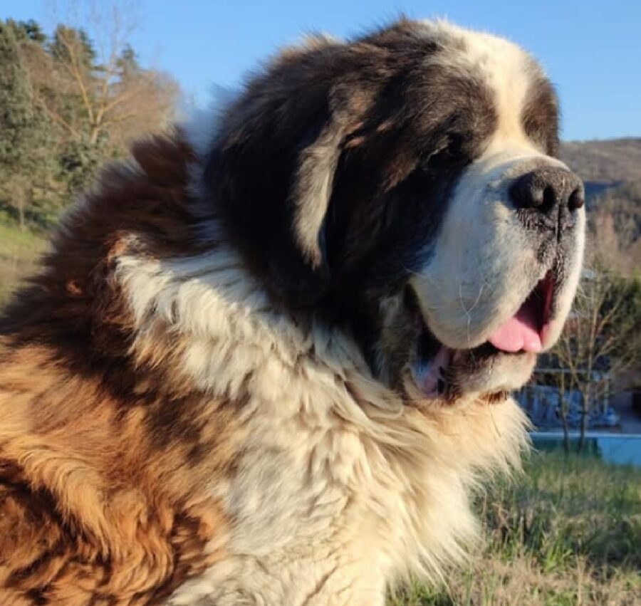 cane bru pelo folto tricolore 