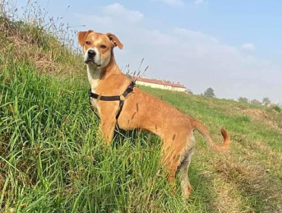 cagnolina prato salita in pendenza 