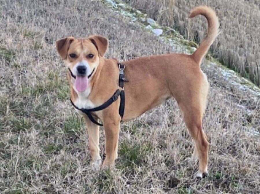 cagnolina bonny passeggiata 