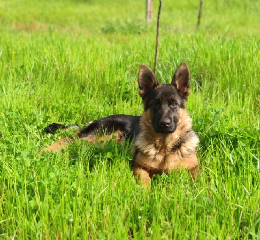 cagnolina tania gioca sul prato 