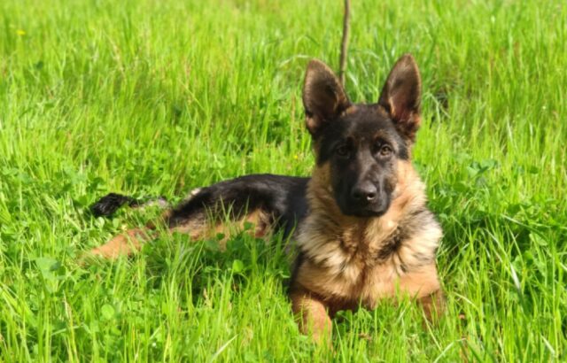 San Giuseppe Vesuviano, persa una cagnolina Pastore Tedesco di nome Tania, la cucciola manca da giorni