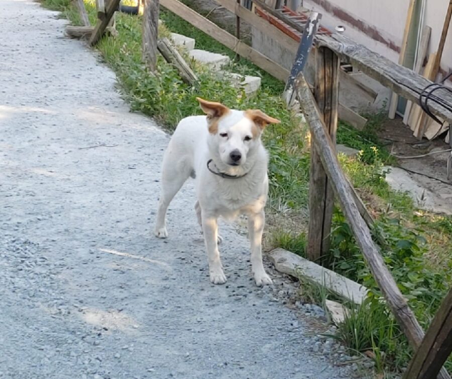 cagnolino meticcio pelo bianco 