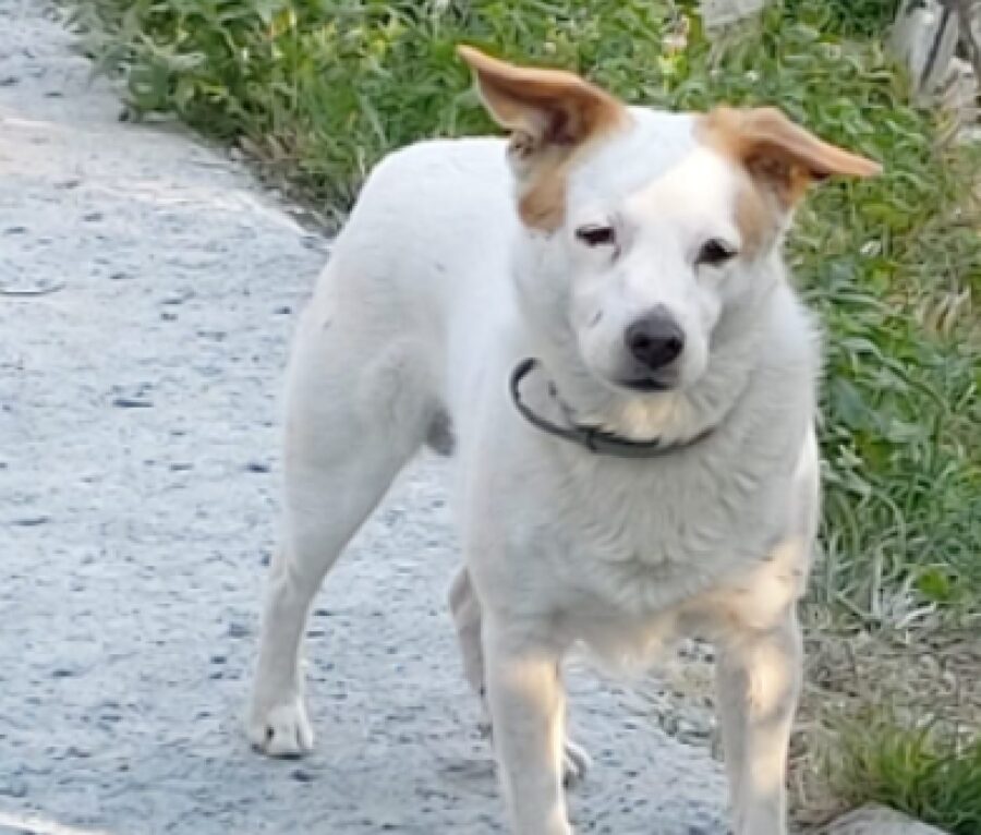 cane bianco con macchie marroncine 