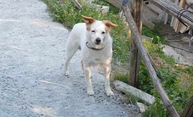 San Martino, un cane meticcio di 10 viene smarrito, Scrokki potrebbe essere finito nei boschi