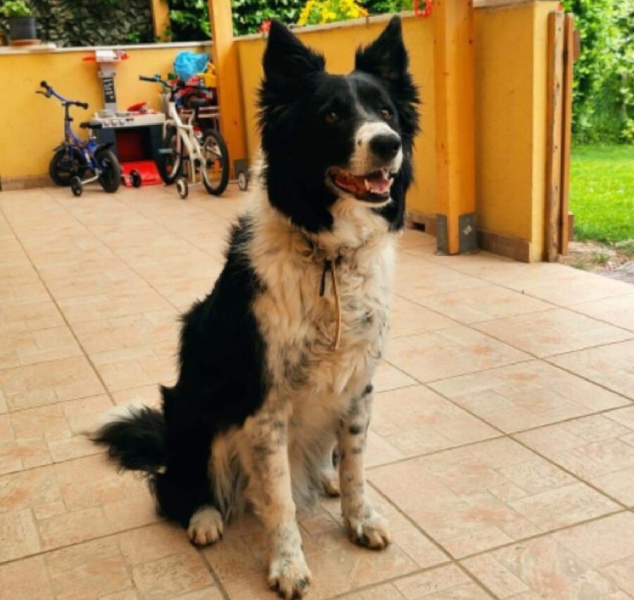 cagnolina kira doppio collare 