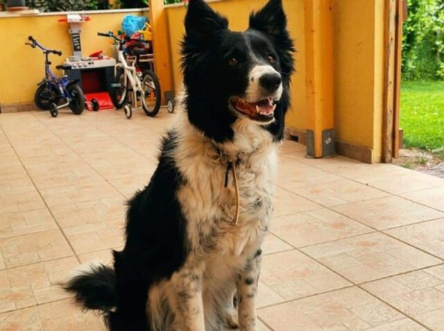 San Polo, cagnolina Border Collie smarrita improvvisamente, immediate le ricerche per Kira