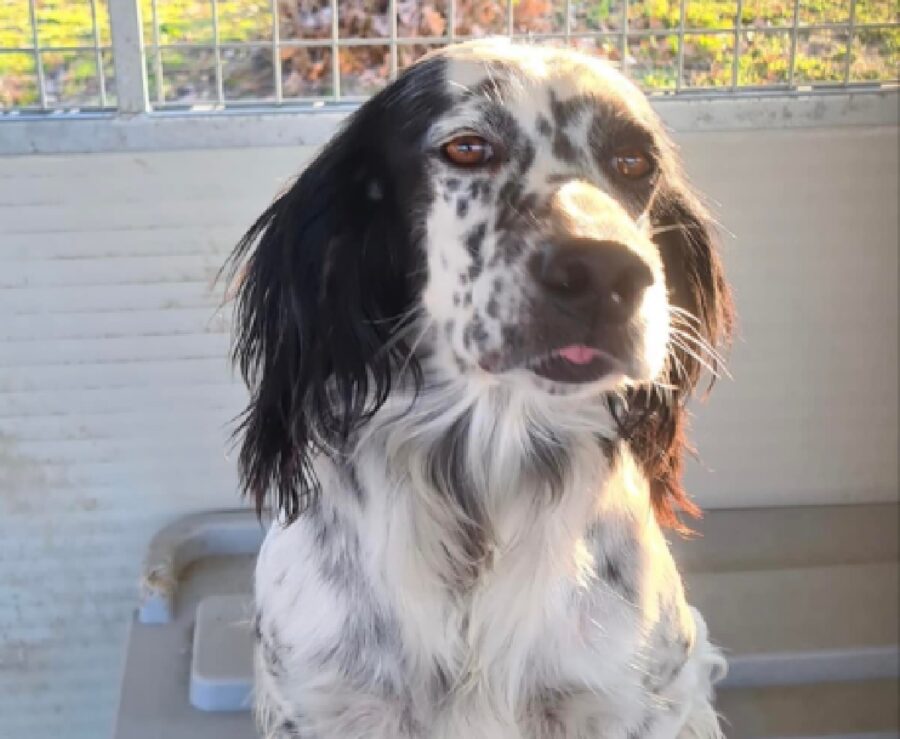 cagnolina setter inglese sfumature marroncine 