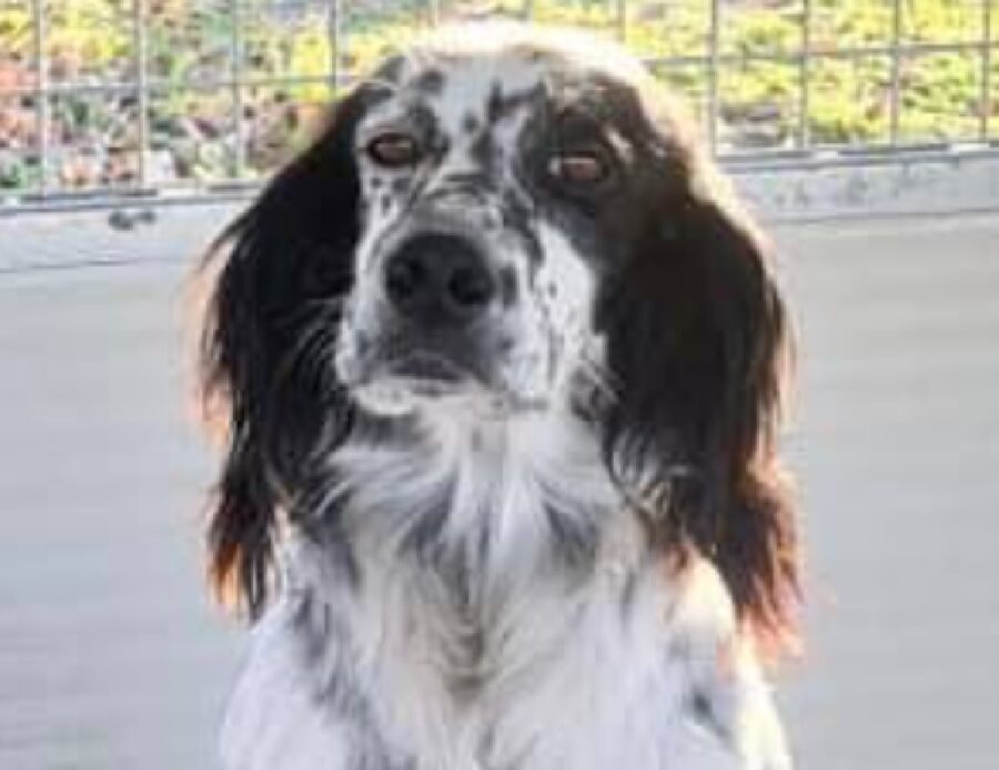 cane setter di 4 anni 