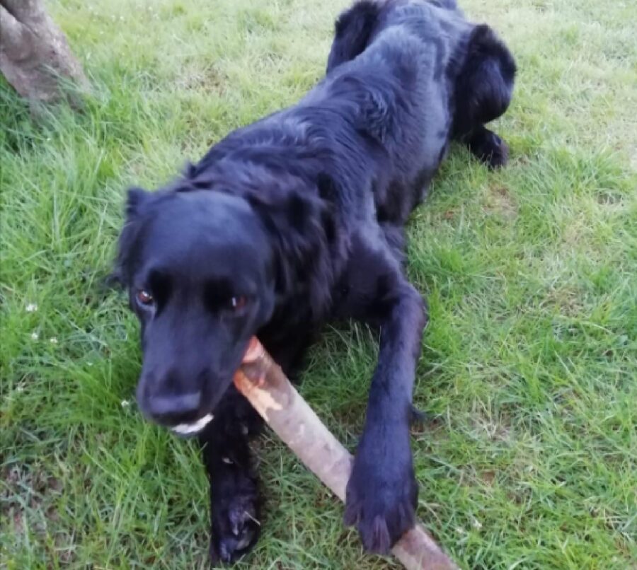 cane gioca sul prato verde 