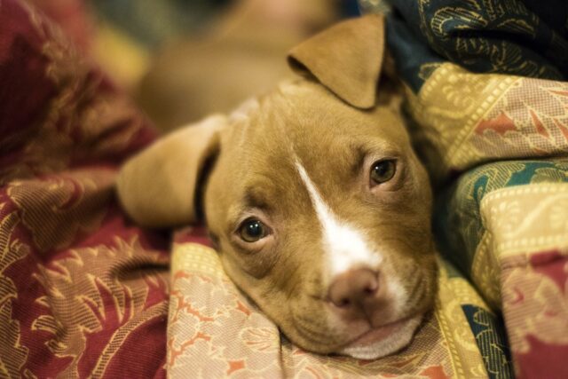 Cucciolo di cane salva la sua mamma adottiva da una brutta situazione