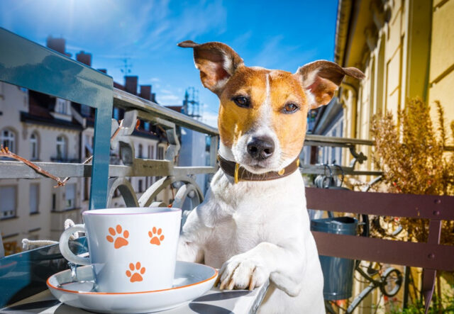 5 tazze con cani, un’idea regalo perfetta per cinofili o aspiranti tali