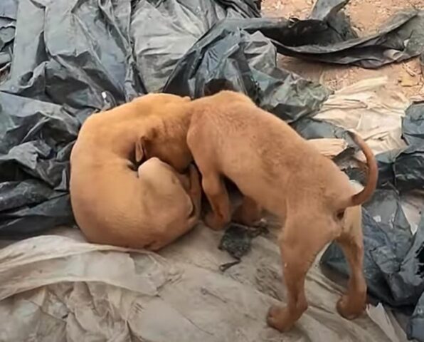 Tenero cucciolo rimane accanto al fratello per incoraggiarlo