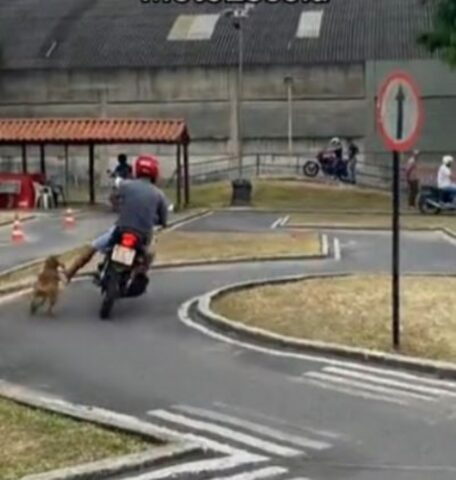 Cucciolo di cane che va a scuola guida: leggiamo insieme come