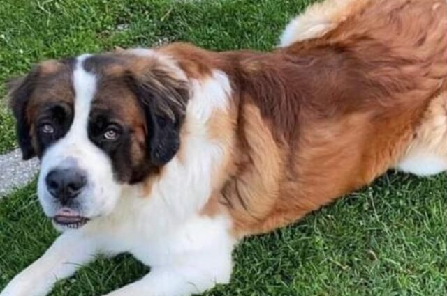 Verolengo, scomparso un amichevole San Bernardo, il cane si chiama Ivan e necessita d’aiuto