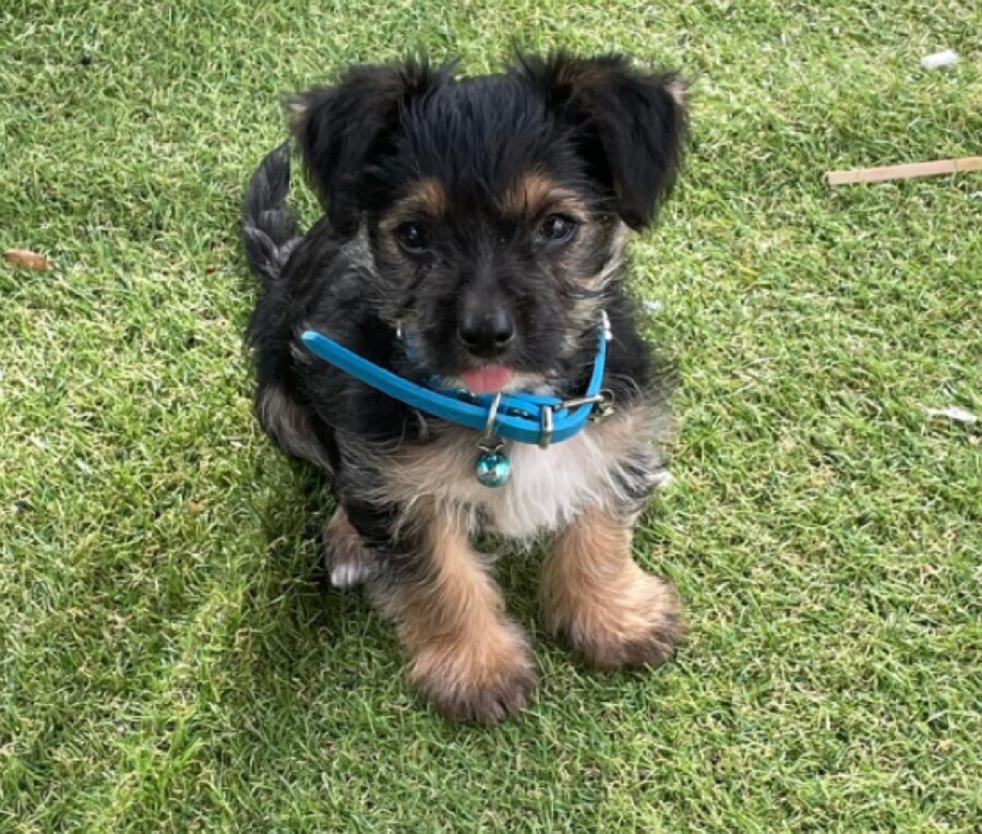 cagnolino lucky erba sintetica 