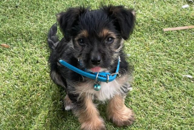 Zafferana Etnea, smarrito un cucciolo di nome Lucky, la famiglia pensa si sia trattato di rapimento