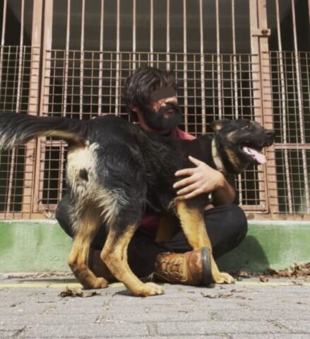 35 cani rimasti bloccati in Ucraina sono stati salvati dal loro addestratore