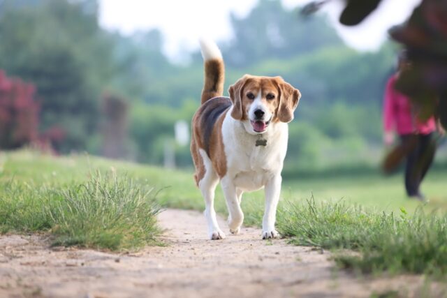 4 buone ragioni per portare gli snack durante le passeggiate con il cane