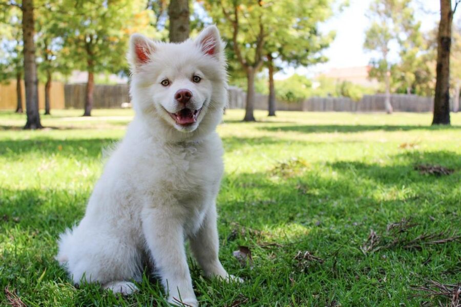 cane simpatico