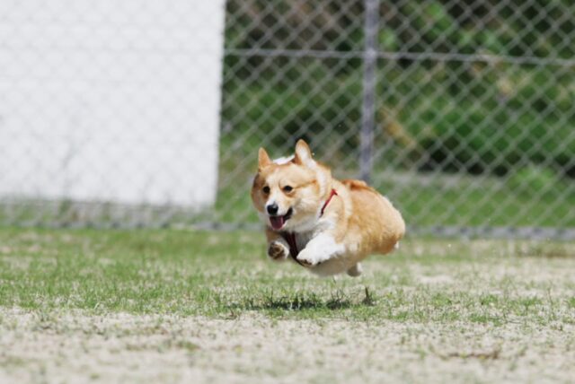 4 modi migliori per aiutare un cane a scendere di peso