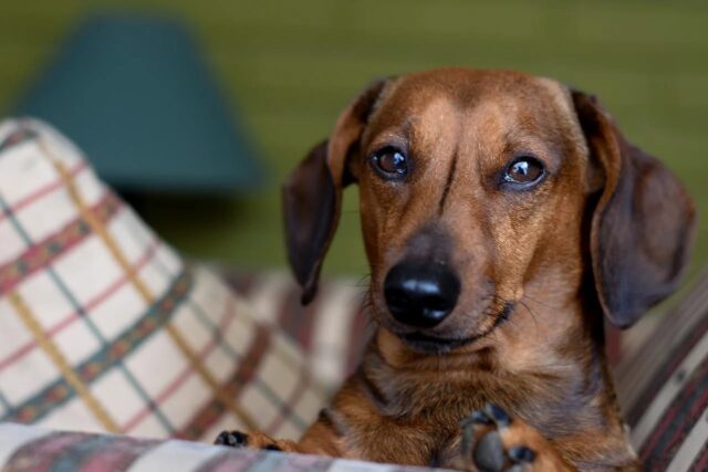 4 principali motivi per cui il cane ignora il proprietario