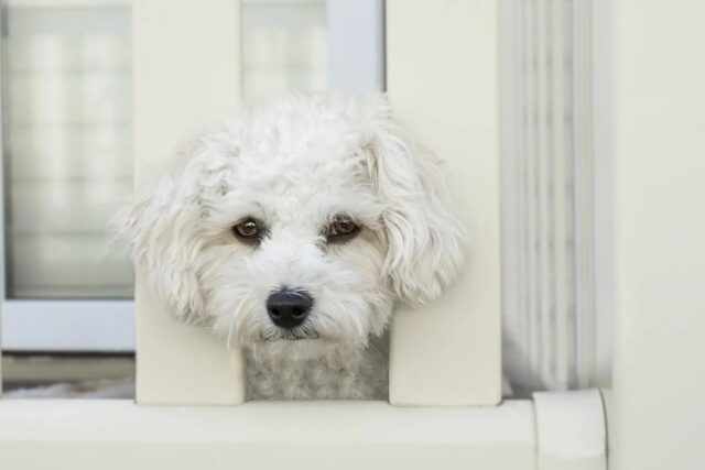 4 principali ragioni per cui il cane non ha per niente sete