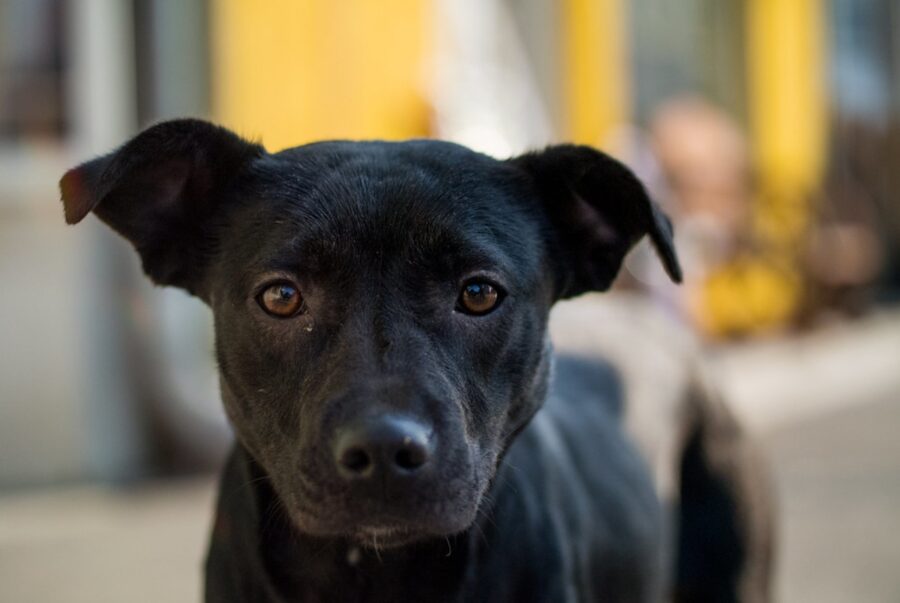 cucciolo nero