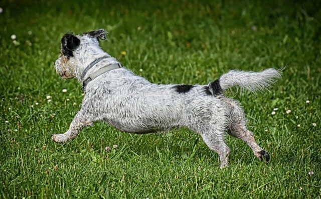 4 ragioni per cui il cane scalcia dopo aver fatto i bisogni