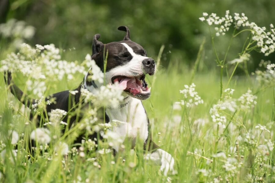 cane buffo