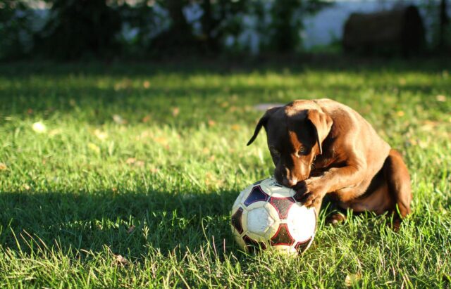 cane gioca palla