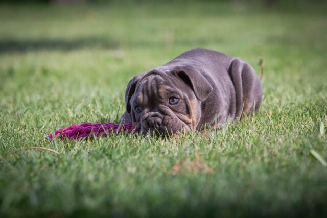 5 modi originali e divertenti per giocare con il tuo cane