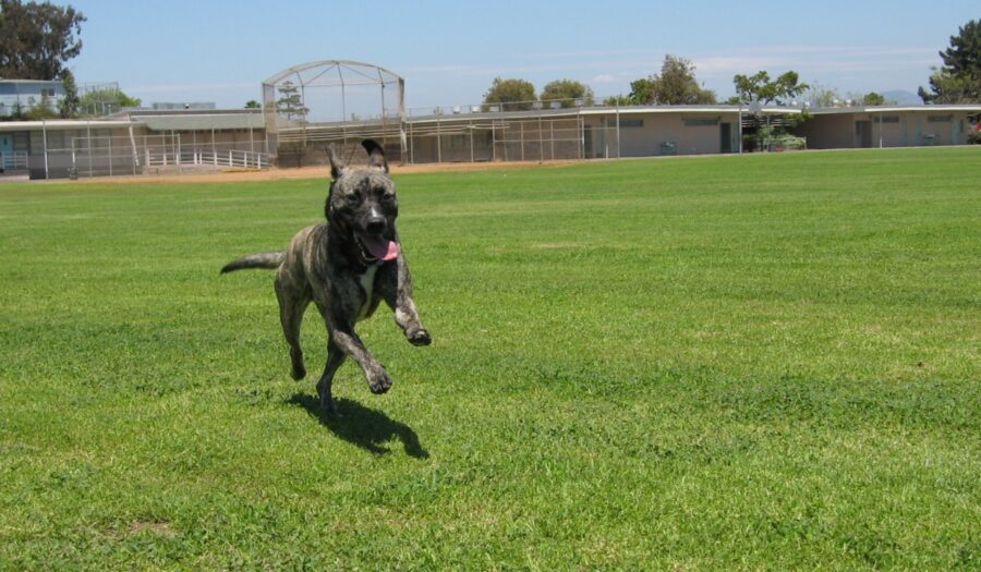 cane corsa felice