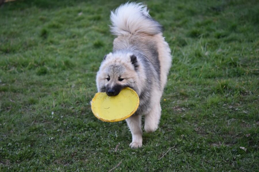 cane frisbee