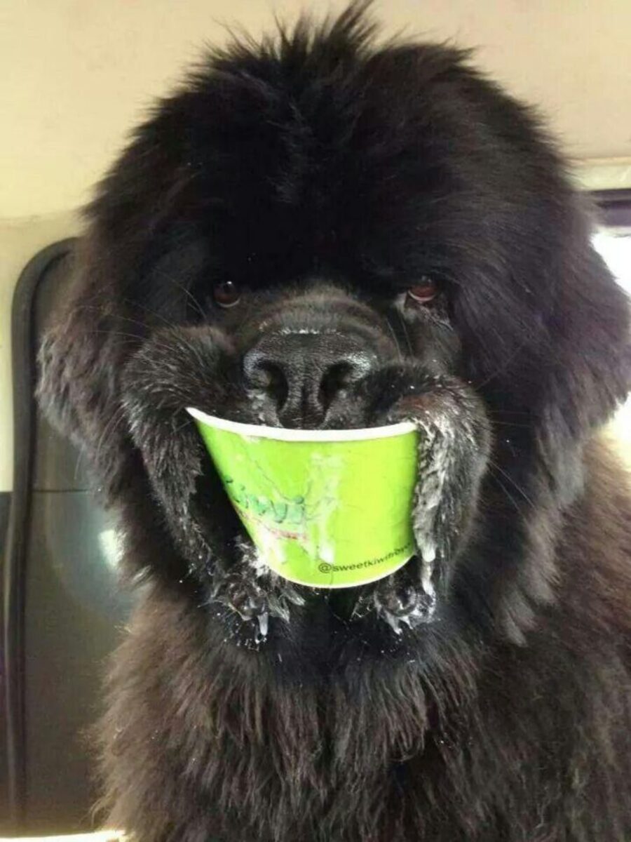 cane gelato